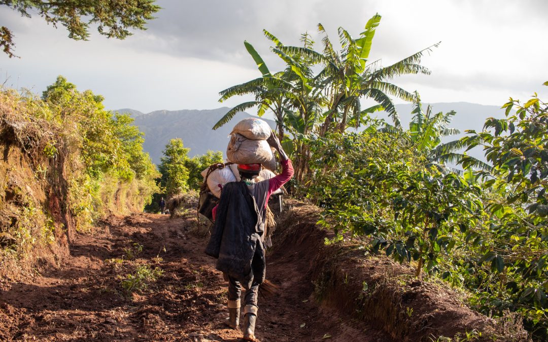 Jamaica Coffee Farmers Cooperative | Building Resilient Coffee Communities