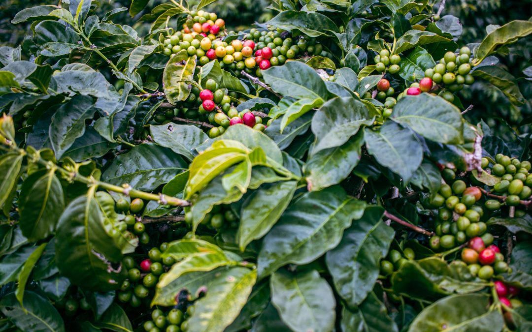 Jamaica’s Coffee Legacy: The World’s Largest Producer from 1800-1840