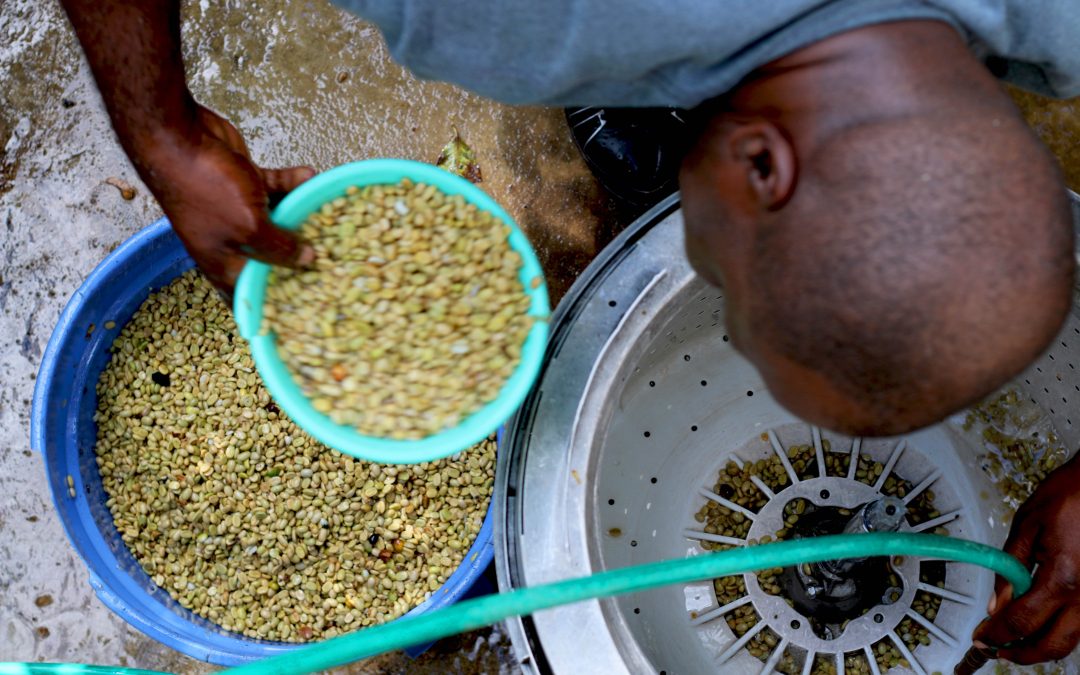 From Bean to Brew: The Art of Coffee Processing in Jamaica