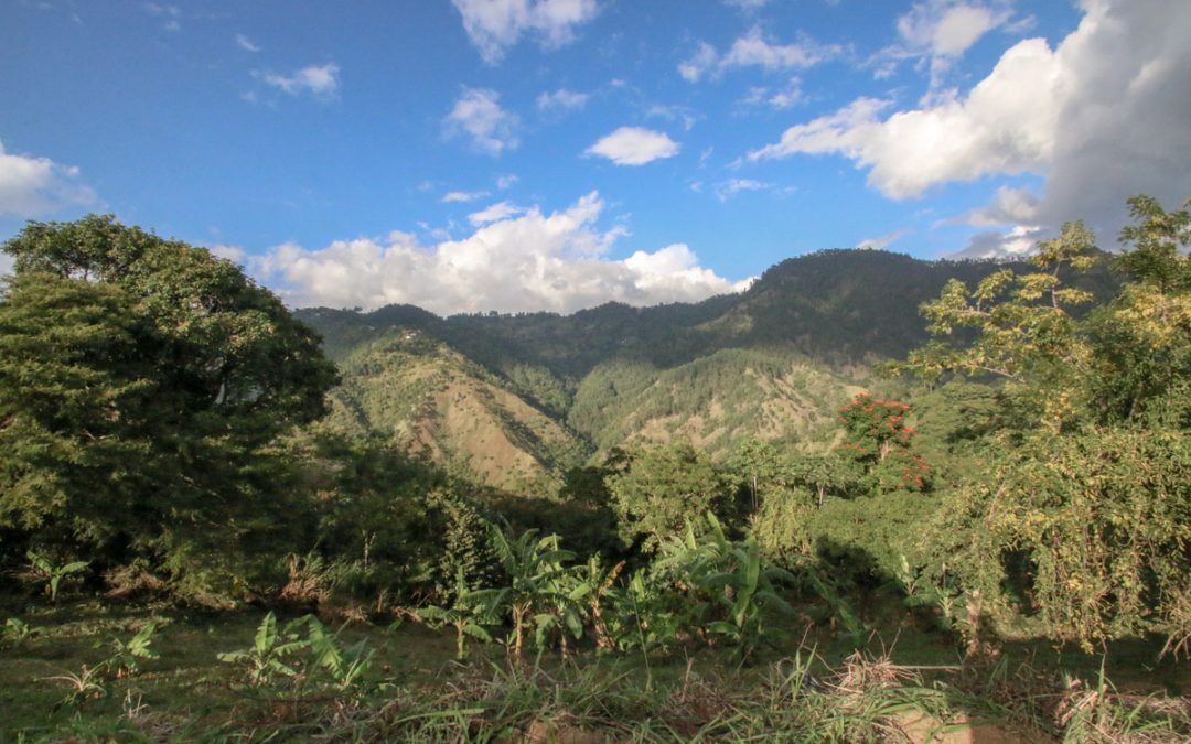 Discover the Essence of Jamaican Coffee: Join Us for an Exclusive Farm Tour