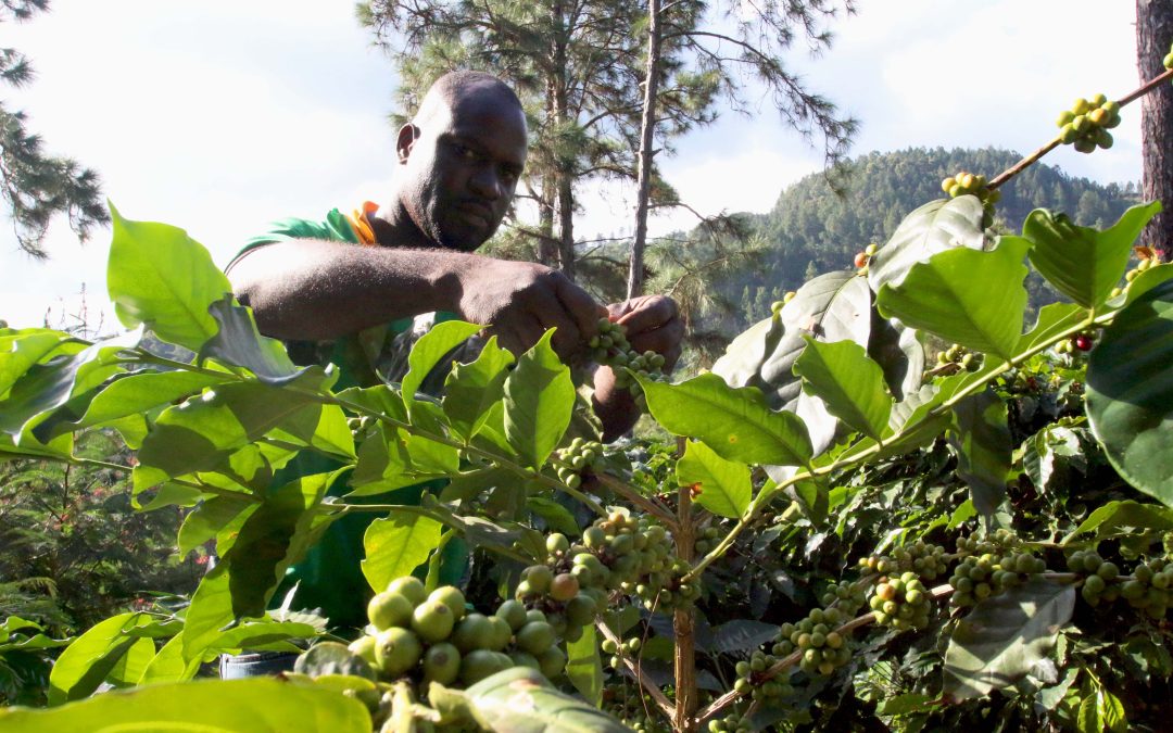Trumpet Tree Coffee Factory: Crafting Jamaica’s Finest Blue Mountain Coffee