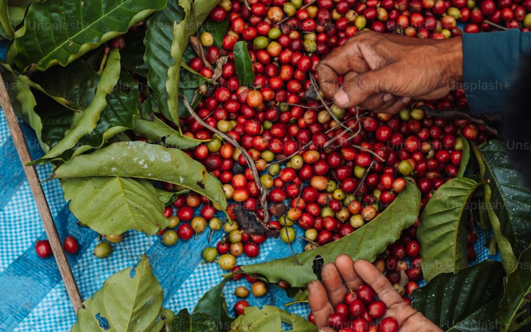 Beyond the C-Market: Specialty Coffee Origins That Set Their Own Price
